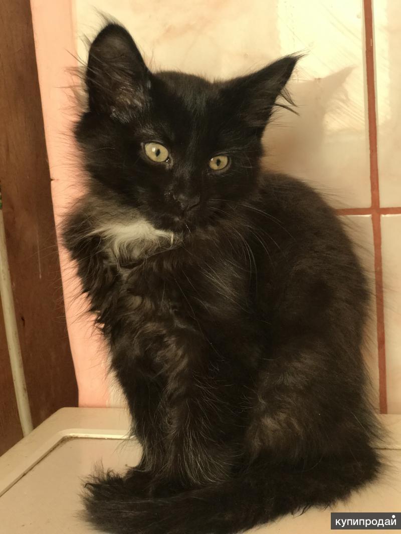 Котята в туле. Кот тула. Кошки в туле. Котята в туле в добрые руки. Котята в туле.