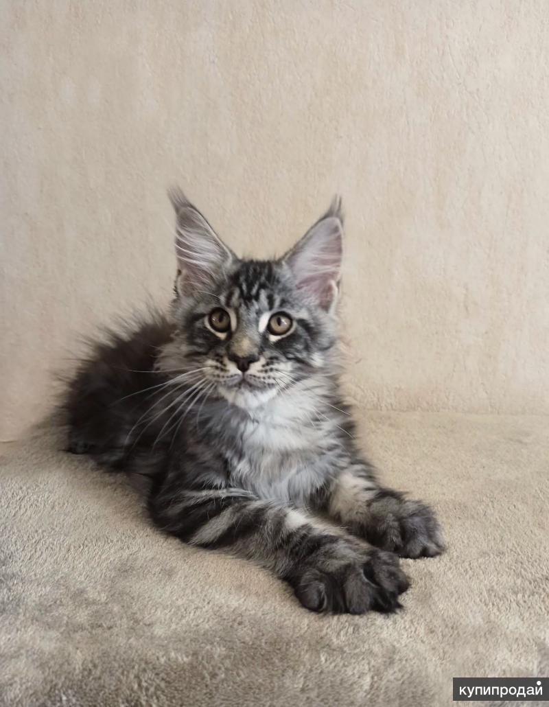 мейн кун котенок. кунов тюмень. черный полидакт. мейн кун котенок. злой кот мейн кун.