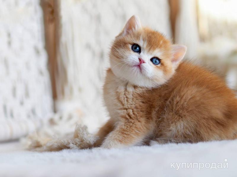 Самые ручные породы кошек
