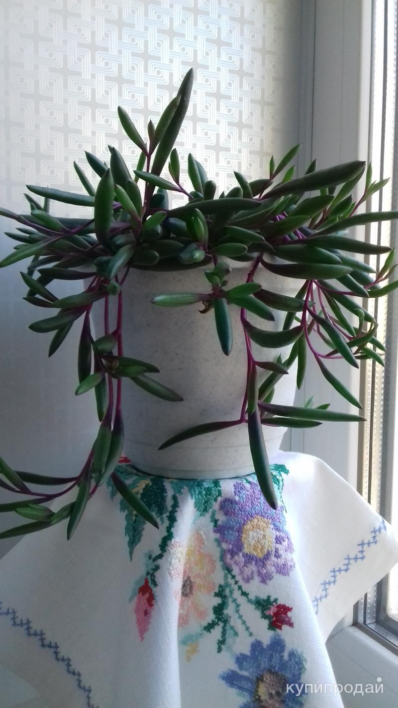 Крестовник Роули и Оттона в Пензе