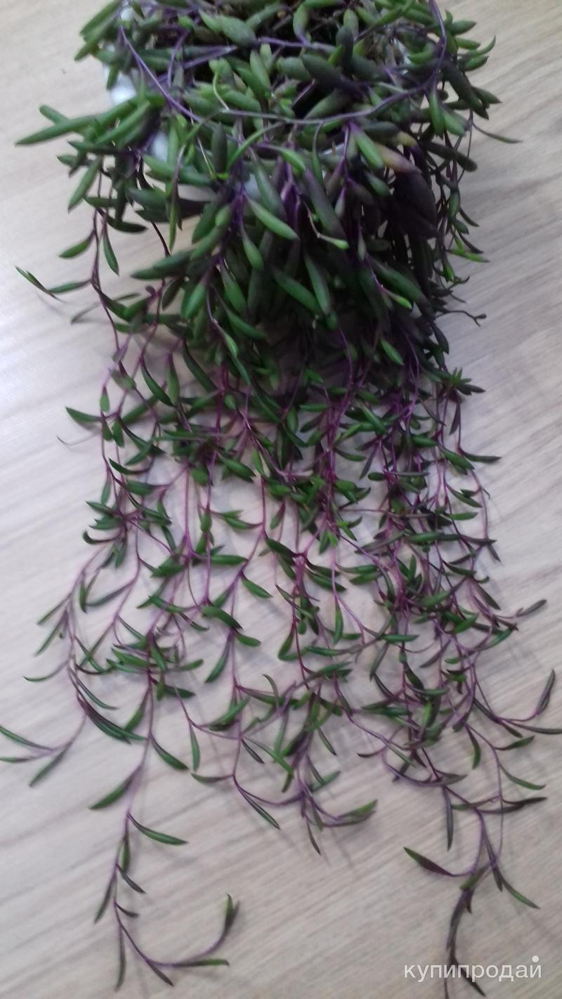 Крестовник Оттона в Пензе